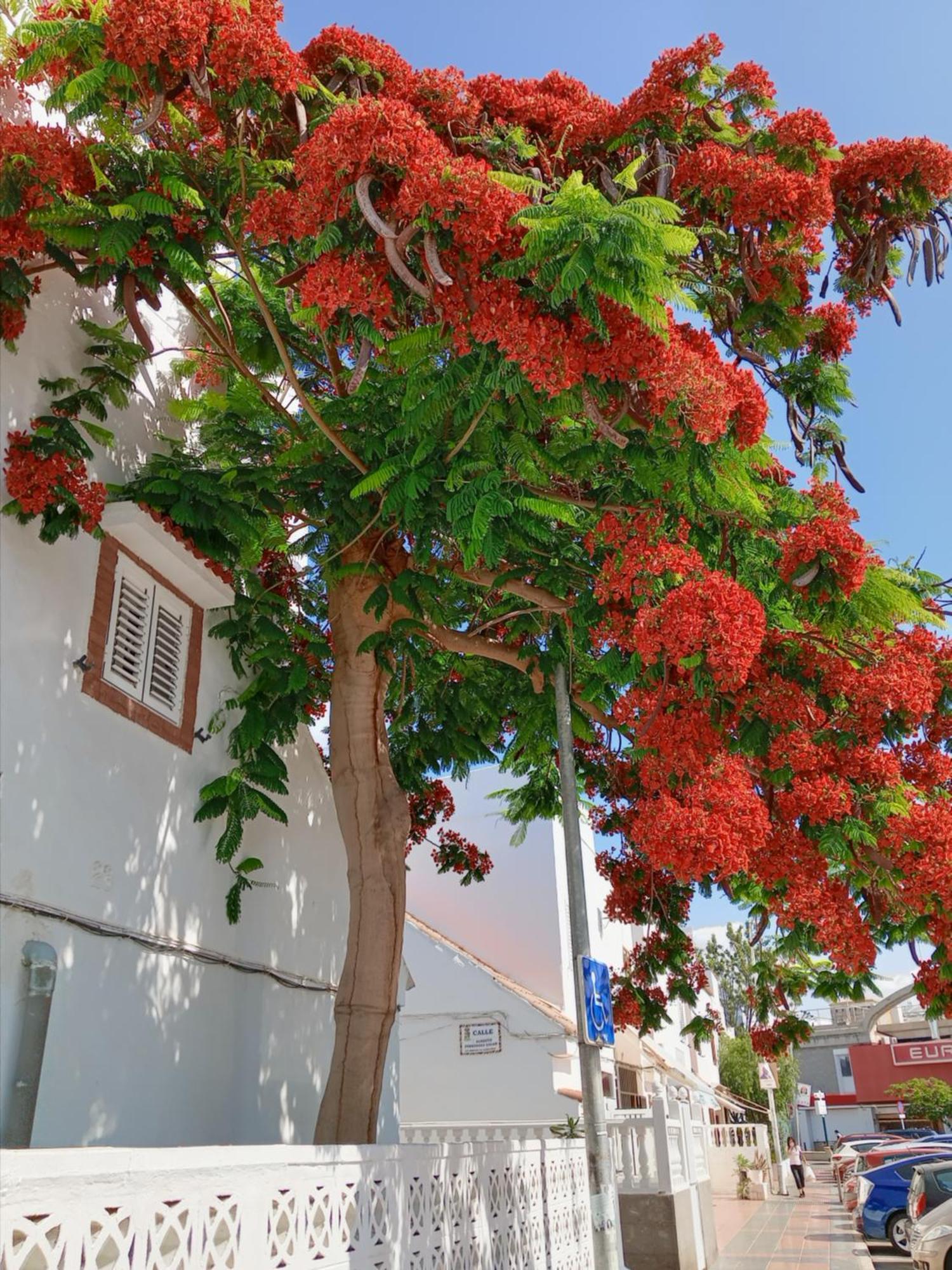 La Girafe De Las Dunas Solymar Apartment San Bartolome de Tirajana  Exterior photo